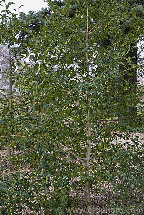 Ilex bioritsensis in flower. This evergreen, 5m tall shrub is native to southern China and Taiwan. Its spring-borne flowers are not showy but are followed by conspicuous red fruits to 1cm diameter, that ripen from late summer. The foliage is lush and glossy, with irregular spines. Order: Aquifoliales, Family: Aquifoliaceae