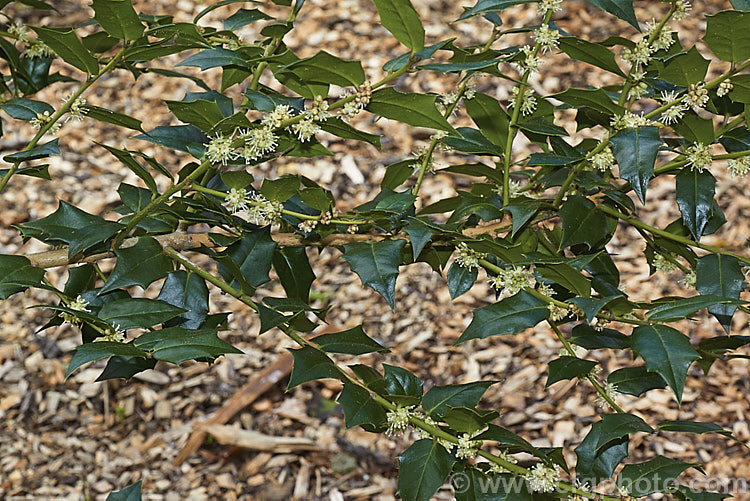 Ilex bioritsensis in flower. This evergreen, 5m tall shrub is native to southern China and Taiwan. Its spring-borne flowers are not showy but are followed by conspicuous red fruits to 1cm diameter, that ripen from late summer. The foliage is lush and glossy, with irregular spines. Order: Aquifoliales, Family: Aquifoliaceae