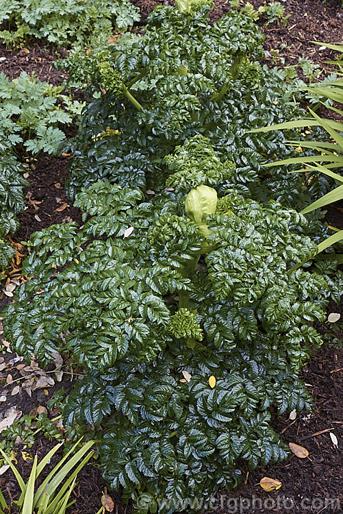 Angelica pachycarpa, an evergreen or near-evergreen spring-flowering perennial cultivated for its very glossy foliage, which is sometimes used as an ornamental garnish