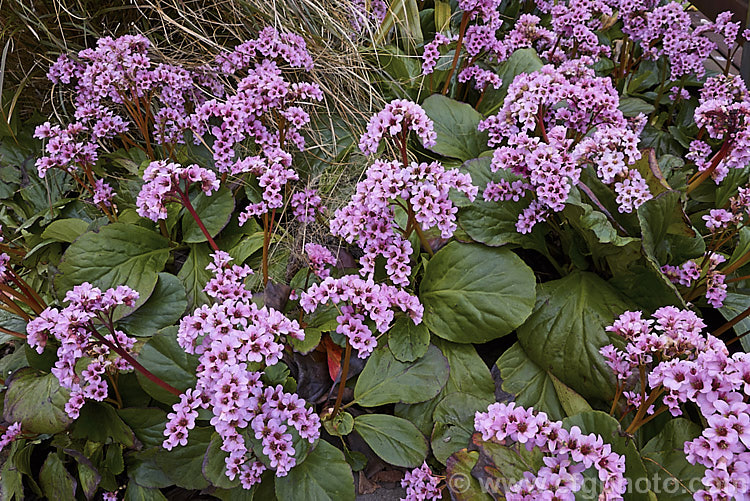 Pigsqueak (<i>Bergenia cordifolia</i>), a hardy perennial native to Siberia. The large leaves are near-evergreen in mild climates. Its flowers, on reddish stems up to 30cm high, open from late winter. The common name supposedly comes from the squeals of delight given by pigs on finding the rhizomes, though it may also be because of the noise produced by rubbing the wet foliage. bergenia-2281htm'>Bergenia. <a href='saxifragaceae-plant-family-photoshtml'>Saxifragaceae</a>.