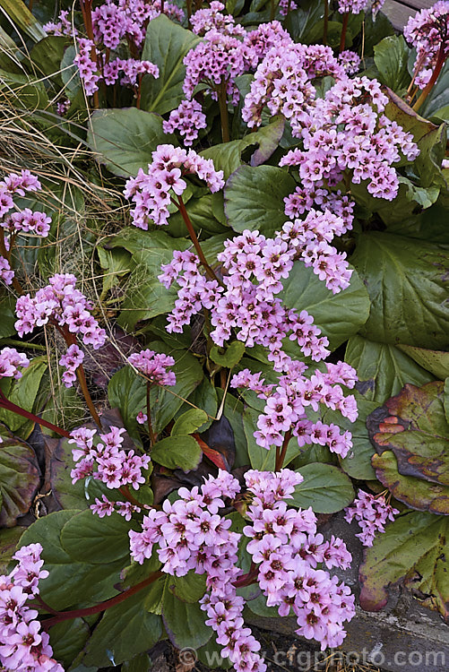 Pigsqueak (<i>Bergenia cordifolia</i>), a hardy perennial native to Siberia. The large leaves are near-evergreen in mild climates. Its flowers, on reddish stems up to 30cm high, open from late winter. The common name supposedly comes from the squeals of delight given by pigs on finding the rhizomes, though it may also be because of the noise produced by rubbing the wet foliage. bergenia-2281htm'>Bergenia. <a href='saxifragaceae-plant-family-photoshtml'>Saxifragaceae</a>.