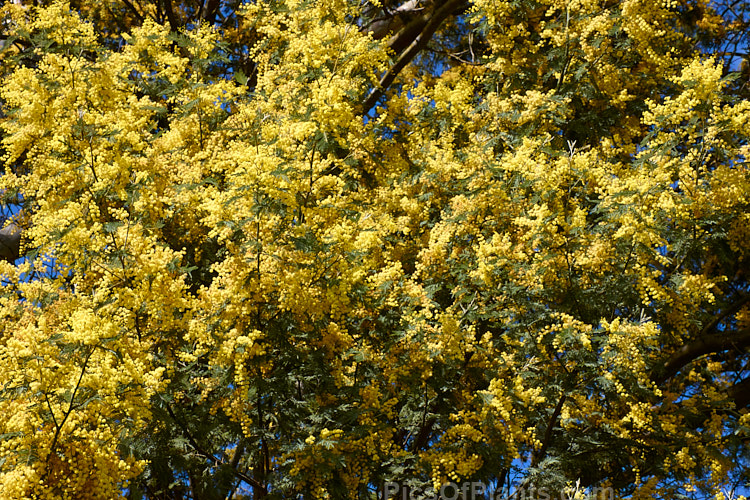 Silver Wattle or Mimosa (<i>Acacia dealbata</i>), a 30m tall, late winter- to early spring-flowering, evergreen tree native to southeastern Australia including Tasmania. It is sometimes used as a cut flower. Order: Fabales, Family: Fabaceae