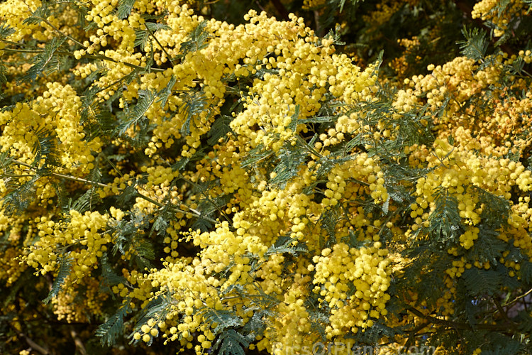 Silver Wattle or Mimosa (<i>Acacia dealbata</i>), a 30m tall, late winter- to early spring-flowering, evergreen tree native to southeastern Australia including Tasmania. It is sometimes used as a cut flower. Order: Fabales, Family: Fabaceae