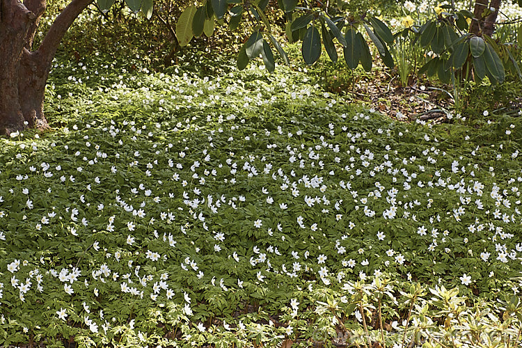 Wood Anemone or Windflower (<i>Anemone nemorosa</i>), a spring-flowering rhizomatous perennial native to Europe, seen here growing in abundance in the shade of a large rhododendron. There are many cultivated forms. Order: Ranunculales, Family: Ranunculaceae