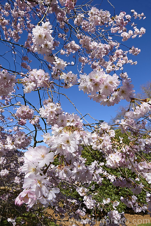 Prunus 'Accolade' (<i>Prunus sargentii x Prunus subhirtella</i>) a semi-double flowered, flat-topped deciduous flowering cherry tree occasionally with a slightly weeping growth habit. Order: Rosales, Family: Rosaceae