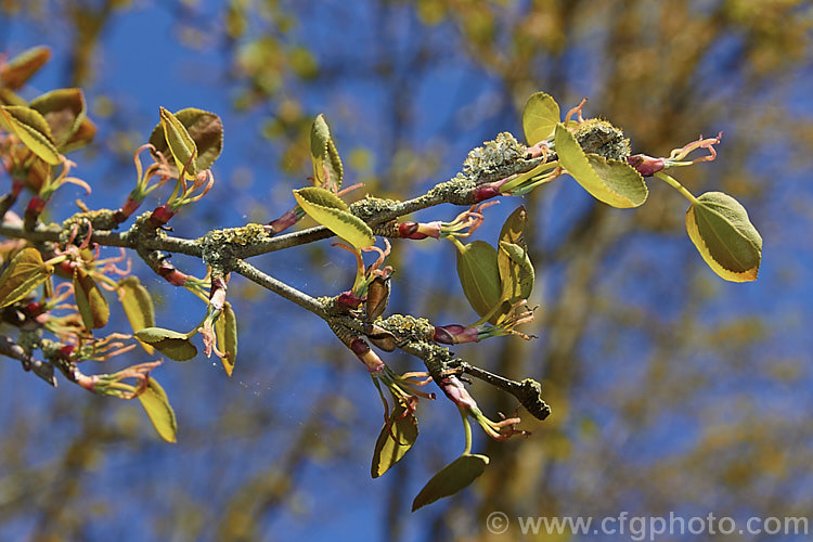 Cercidiphyllum japonicum photo at Pictures of Plants stock image library