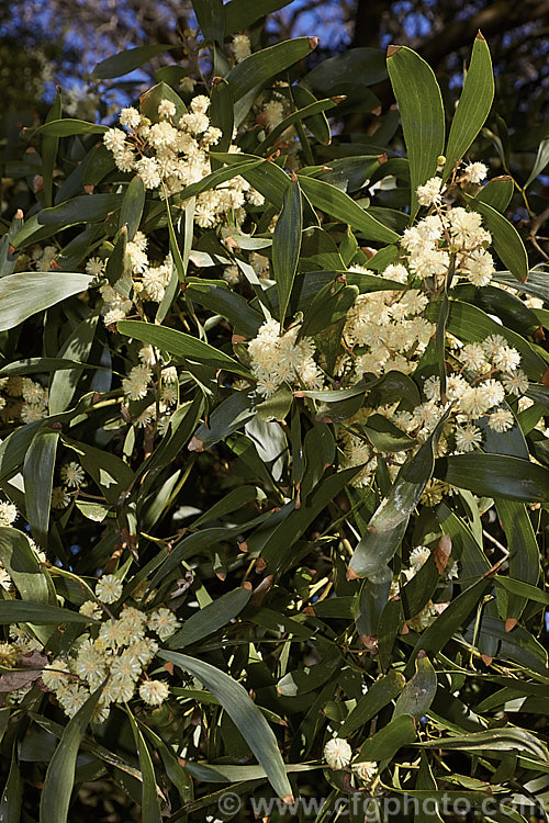 The flowers and foliage of the Blackwood or Tasmanian. Blackwood (<i>Acacia melanoxylon</i>), a 30m tall tree native to eastern and southern Australia, including Tasmania. It is an important timber tree that is also coppiced to provide firewood. Order: Fabales, Family: Fabaceae