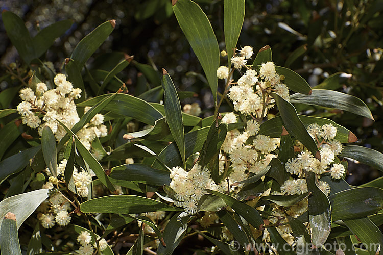 The flowers and foliage of the Blackwood or Tasmanian. Blackwood (<i>Acacia melanoxylon</i>), a 30m tall tree native to eastern and southern Australia, including Tasmania. It is an important timber tree that is also coppiced to provide firewood. Order: Fabales, Family: Fabaceae