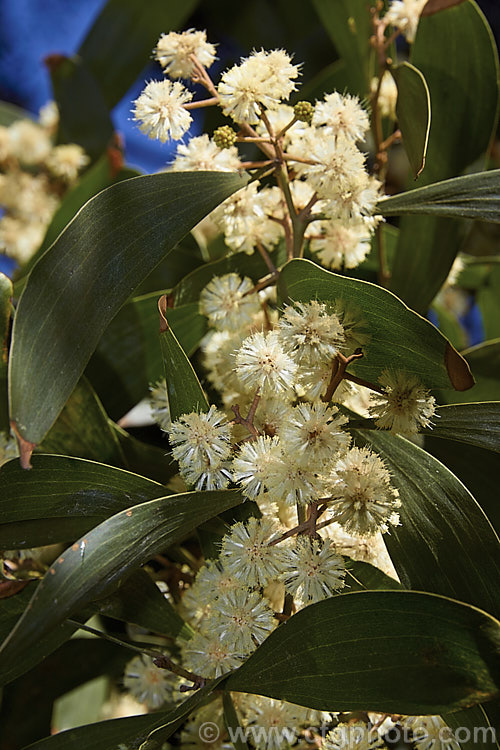 The flowers and foliage of the Blackwood or Tasmanian. Blackwood (<i>Acacia melanoxylon</i>), a 30m tall tree native to eastern and southern Australia, including Tasmania. It is an important timber tree that is also coppiced to provide firewood. Order: Fabales, Family: Fabaceae