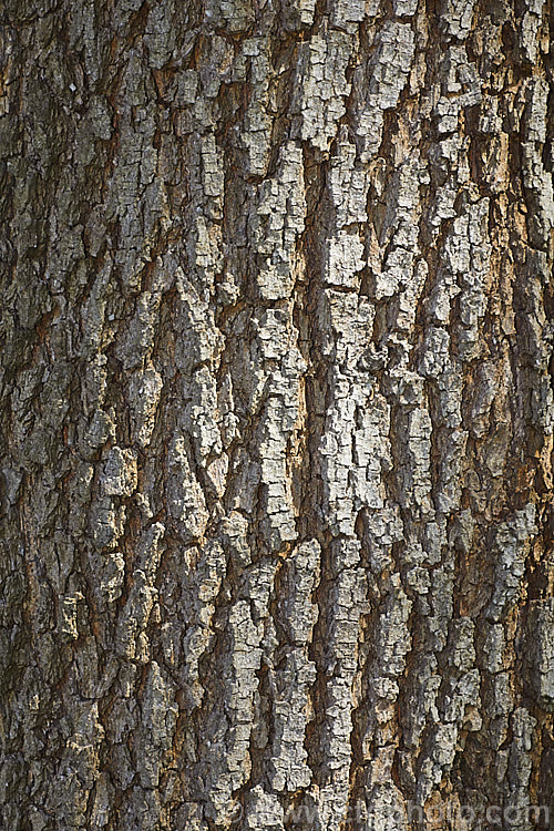 The bark of the Blackwood or Tasmanian. Blackwood (<i>Acacia melanoxylon</i>), a Tasmanian tree that grows to around 30m tall It is an important timber tree that is also coppiced to provide firewood. Blackwood bark is more furrowed and thicker than that of most Australian acacias. Order: Fabales, Family: Fabaceae