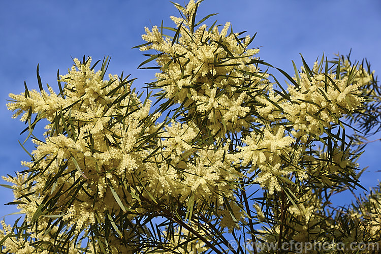 Gossamer Wattle or Sallow Wattle (<i>Acacia floribunda</i>), a large, willowy stemmed, evergreen shrub or small tree native to southeastern Australia. It grows to around 5m tall and flowers in late winter to spring, producing short spikes of cream to soft yellow flowers. The young foliage is often slightly red-tinted. Order: Fabales, Family: Fabaceae