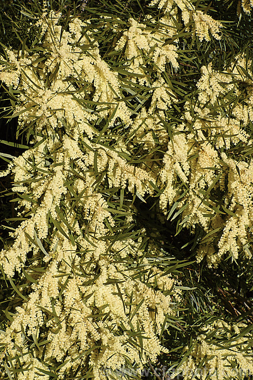 Gossamer Wattle or Sallow Wattle (<i>Acacia floribunda</i>), a large, willowy stemmed, evergreen shrub or small tree native to southeastern Australia. It grows to around 5m tall and flowers in late winter to spring, producing short spikes of cream to soft yellow flowers. The young foliage is often slightly red-tinted. Order: Fabales, Family: Fabaceae