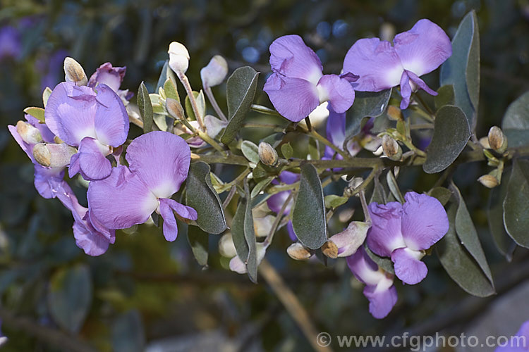 Sweet Pea Bush (<i>Podalyria calyptrata</i>), a 3-6m tall evergreen shrub or small tree native to South Africa. In addition to the spring flower display the plant has attractive foliage covered in fine silvery hairs. podalyria-3228htm'>Podalyria.