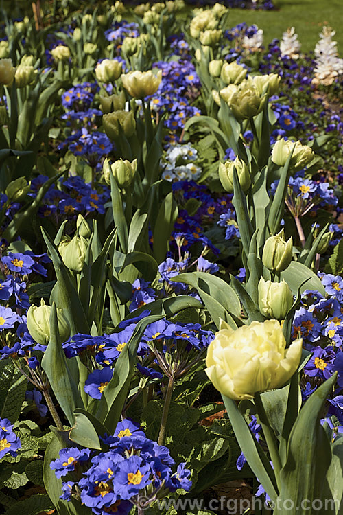 Tulipa 'Verona' (<i>Category 2 x Double. Early</i>), a distinctive early-blooming double-flowered tulip in a greenish cream to yellow-green shade. Its flower stems are 35-40cm tall Order: Liliales, Family: Liliaceae