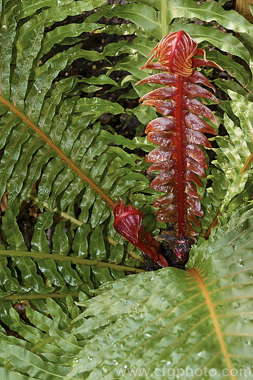 Blechnum brasiliense, a tree fern native to the tropical forests of Brazil and Peru. It is notable for its bright red new growth and almost plastic-textured fronds, which can grow to 90cm long. This species will develop a short trunk up to 1m tall