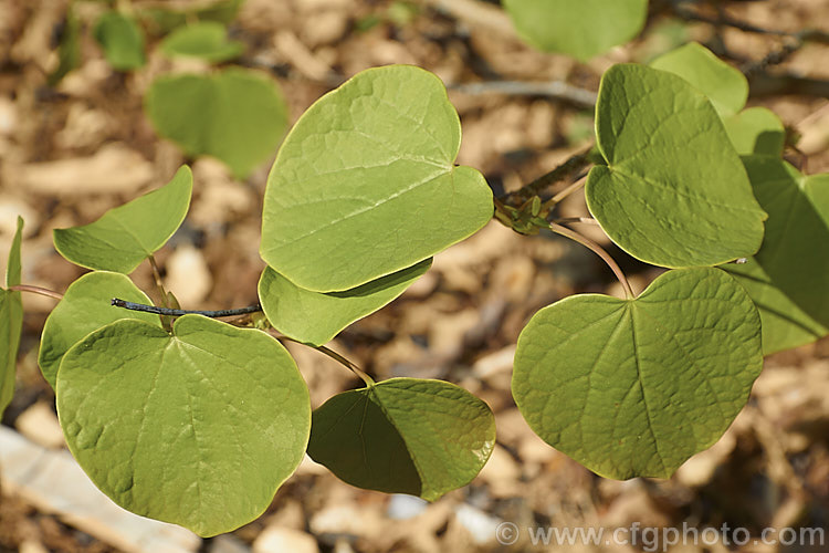 The spring foliage of the Heart-leaved Disanthus or Redbud. Hazel (<i>Disanthus cercidifolius</i>), a deciduous shrub around 4m tall x 2m wide, native to Japan and China. It is the sole species in its genus and is a member of the witch hazel family. The heart-shaped foliage resembles that of the Redbud or Judas. Tree (<i>Cercis</i>), hence the specific and common names, and is the main attraction of the plant as it develops bright orange red and purple autumn colours. The tiny, paired, dark purple flowers open in autumn and are inconspicuous and unscented. disanthus-2876htm'>Disanthus. <a href='hamamelidaceae-plant-family-photoshtml'>Hamamelidaceae</a>.