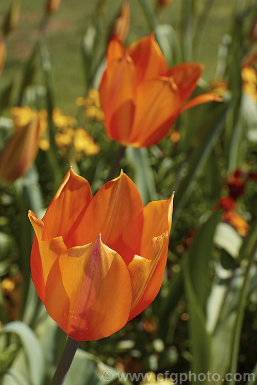 Tulipa 'Temple's Favorite' (<i>Category 5 x Single. Late</i>), a vigorous, large-flowered, strongly coloured tulip that grows to 75cm tall Widely regarded as the tallest hybrid tulip. Order: Liliales, Family: Liliaceae