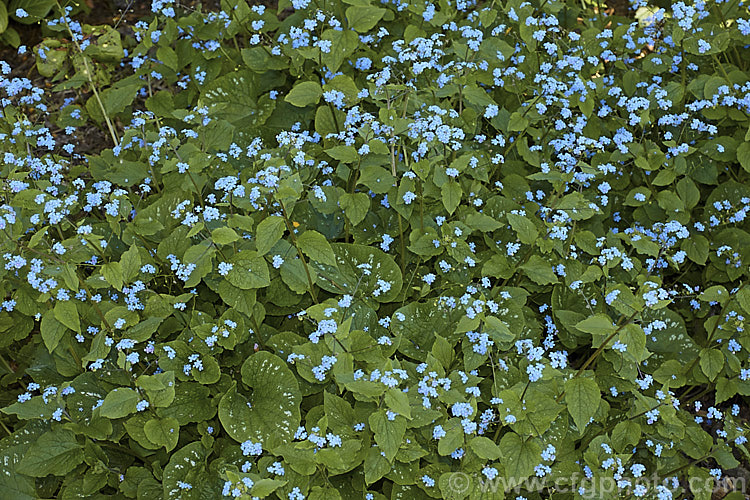 Brunnera macrophylla, a spring-flowering woodland perennial native to eastern Europe. The small forget-me-not flowers are borne on stems to 50 cm long and the leaves are up to 12 cm long. The foliage often shows varying degrees of silver variegations or markings and several boldly variegated cultivars are available. brunnera-2612htm'>Brunnera.