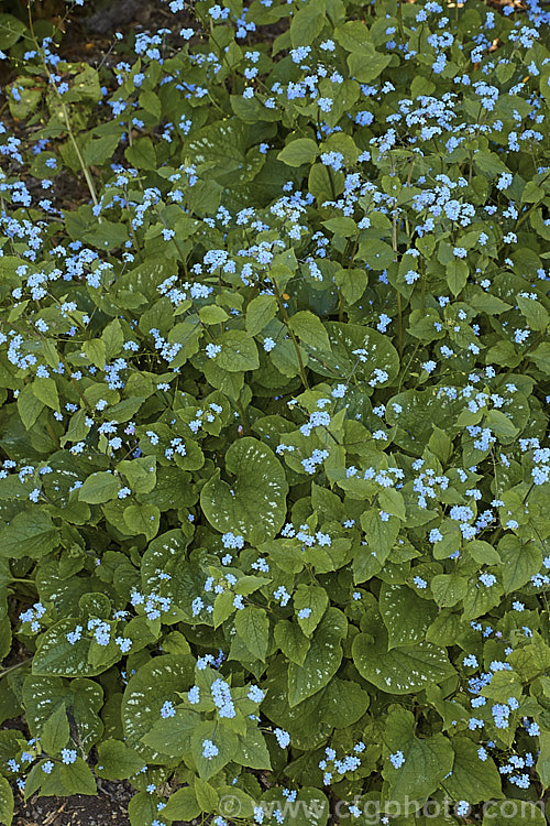 Brunnera macrophylla, a spring-flowering woodland perennial native to eastern Europe. The small forget-me-not flowers are borne on stems to 50 cm long and the leaves are up to 12 cm long. The foliage often shows varying degrees of silver variegations or markings and several boldly variegated cultivars are available. brunnera-2612htm'>Brunnera.