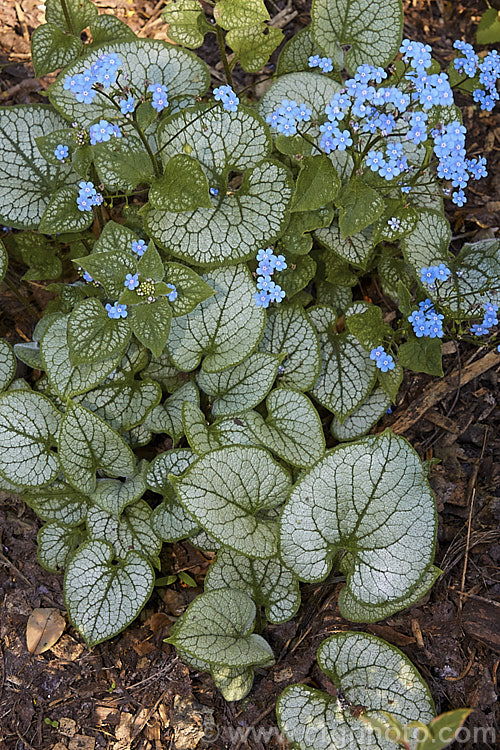 Brunnera macrophylla 'Looking Glass', a strongly silver-grey-variegated cultivar of a spring-flowering woodland perennial native to eastern Europe. The small forget-me-not flowers are borne on stems to 50 cm long and the leaves are up to 12 cm long. brunnera-2612htm'>Brunnera.