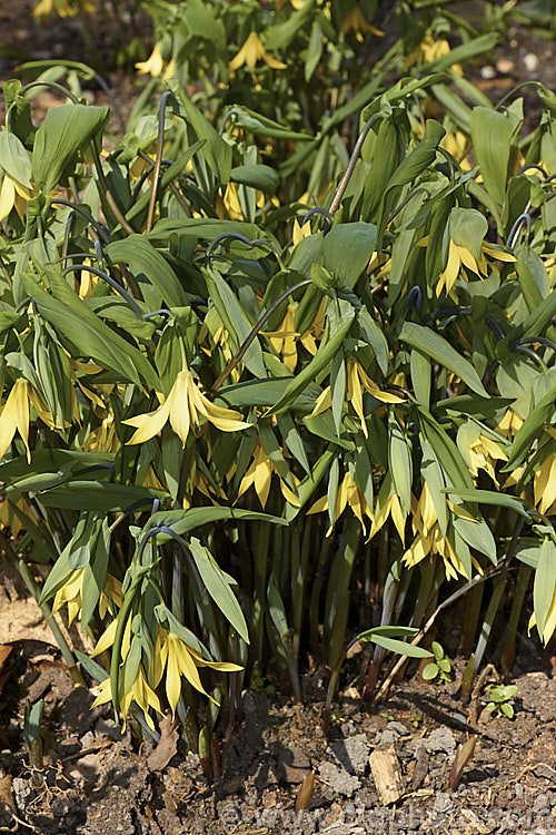 Bellwort (<i>Uvularia grandiflora</i>), a spring-blooming woodland perennial found from Quebec, Canada to Georgia, USA The flower stems are up to 75cm high, though lower at the flowering stage. uvularia-2752htm'>Uvularia. <a href='colchicaceae-plant-family-photoshtml'>Colchicaceae</a>.