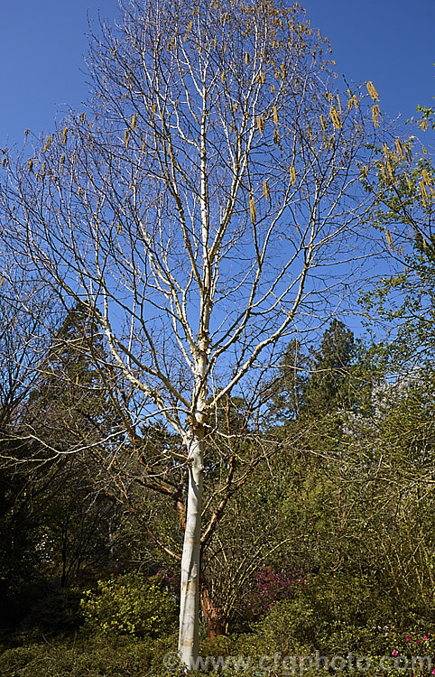 Betula utilis var. jacquemontii 'Silver Shadow', a near pure white-barked cultivar of the Kashmir and central Nepal form of the Himalayan birch. It is usually grafted on Betula utilis stock. betula-2077htm'>Betula. <a href='betulaceae-plant-family-photoshtml'>Betulaceae</a>.