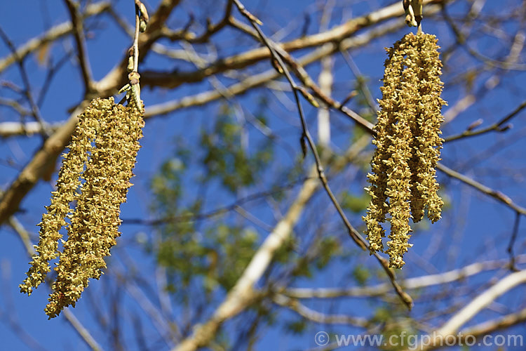 The flower catkins of the Himalayan Birch (<i>Betula utilis</i>), a 20m tall deciduous tree native to the Himalayan region of northern India and Nepal. The best forms have strikingly pure white bark. The catkins are a feature in spring and can be over 8cm long. betula-2077htm'>Betula. <a href='betulaceae-plant-family-photoshtml'>Betulaceae</a>.