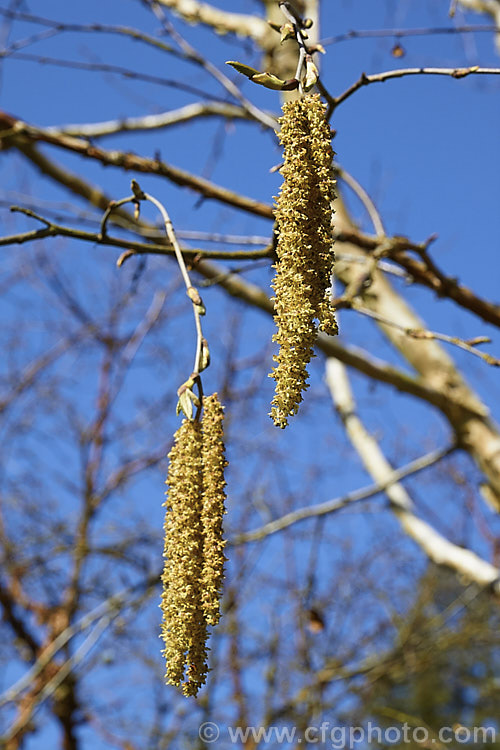 The flower catkins of the Himalayan Birch (<i>Betula utilis</i>), a 20m tall deciduous tree native to the Himalayan region of northern India and Nepal. The best forms have strikingly pure white bark. The catkins are a feature in spring and can be over 8cm long. betula-2077htm'>Betula. <a href='betulaceae-plant-family-photoshtml'>Betulaceae</a>.