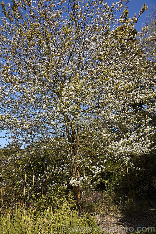 Amelanchier lamarckii, often misidentified in gardens as Amelanchier canadensis, this spring-flowering deciduous shrub or tree to 10m tall is a native of eastern Canada. Order: Rosales, Family: Rosaceae