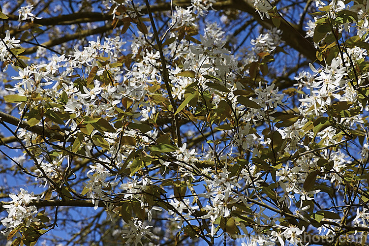 Amelanchier lamarckii, often misidentified in gardens as Amelanchier canadensis, this spring-flowering deciduous shrub or tree to 10m tall is a native of eastern Canada. Order: Rosales, Family: Rosaceae