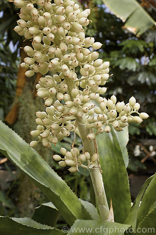 The fruiting stem of <i>Aechmea mexicana</i>, a usually epiphytic bromeliad found from southwestern Mexico to Ecuador. Its coarsely toothed leaves are up to 70cm long and the flower stems can exceed 1m high. The flowers are followed by waxy white pearl-like fruits. Order: Poales, Family: Bromeliaceae