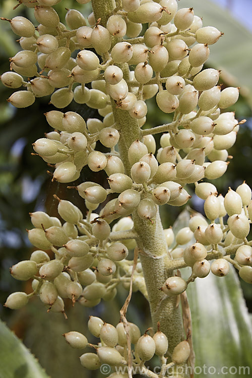 The fruiting stem of <i>Aechmea mexicana</i>, a usually epiphytic bromeliad found from southwestern Mexico to Ecuador. Its coarsely toothed leaves are up to 70cm long and the flower stems can exceed 1m high. The flowers are followed by waxy white pearl-like fruits. Order: Poales, Family: Bromeliaceae