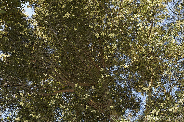 Variable Sallow Wattle (<i>Acacia mucronata</i>), an evergreen, spring-flowering shrub or small tree native to southeastern Australia, including Tasmania. It can grow to over 6m tall but varies considerably in height and phyllode length. Order: Fabales, Family: Fabaceae