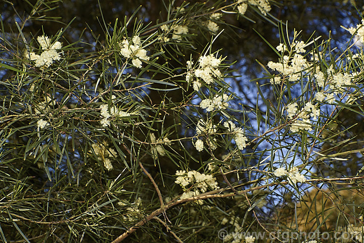 Variable Sallow Wattle (<i>Acacia mucronata</i>), an evergreen, spring-flowering shrub or small tree native to southeastern Australia, including Tasmania. It can grow to over 6m tall but varies considerably in height and phyllode length. Order: Fabales, Family: Fabaceae