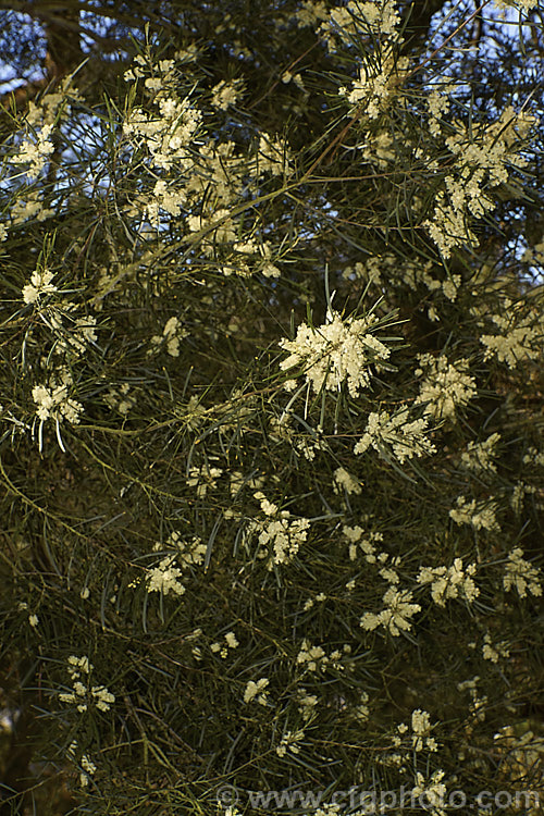 Variable Sallow Wattle (<i>Acacia mucronata</i>), an evergreen, spring-flowering shrub or small tree native to southeastern Australia, including Tasmania. It can grow to over 6m tall but varies considerably in height and phyllode length. Order: Fabales, Family: Fabaceae