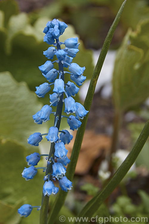 Bellevalia forniculata, a spring-flowering bulb native to northeastern Turkey and Armenia, where it often grows in abundance in damp, low alpine meadows. Order: Asparagales, Family: Asparagaceae