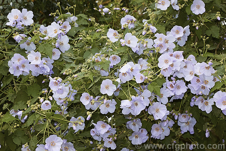 <i>Abutilon vitifolium</i>, a large spring- to summer-flowering shrub or small tree native to Chile. It grows quickly to as much a 7m tall but is inclined to be short-lived. Order: Malvales, Family: Malvaceae