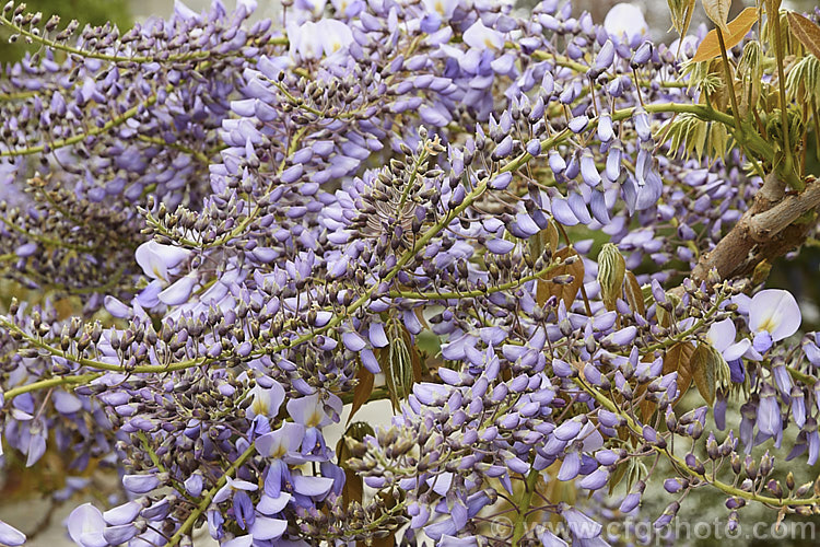 Wisteria sinensis 'Caroline', a very popular early-flowering New Zealand -raised plant that is usually listed as a cultivar of the Chinese Wisteria, though it more closely resembles. Wisteria floribunda. wisteria-2308htm'>Wisteria.