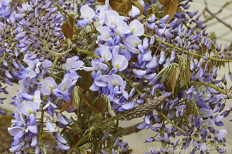 Wisteria sinensis 'Caroline', a very popular early-flowering New Zealand -raised plant that is usually listed as a cultivar of the Chinese Wisteria, though it more closely resembles. Wisteria floribunda. wisteria-2308htm'>Wisteria.