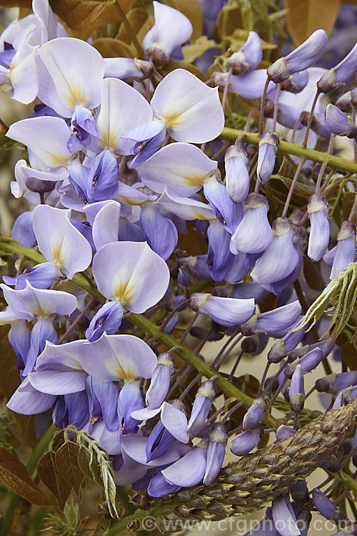 Wisteria sinensis 'Caroline', a very popular early-flowering New Zealand -raised plant that is usually listed as a cultivar of the Chinese Wisteria, though it more closely resembles. Wisteria floribunda. wisteria-2308htm'>Wisteria.