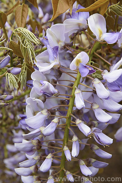 Wisteria sinensis 'Caroline', a very popular early-flowering New Zealand -raised plant that is usually listed as a cultivar of the Chinese Wisteria, though it more closely resembles. Wisteria floribunda. wisteria-2308htm'>Wisteria.