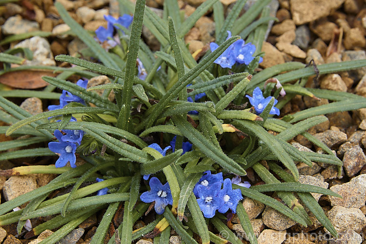 Anchusa caespitosa, a small, tufting, near-evergreen, spring-flowering perennial native to Crete. It is usually treated as an alpine plant and grown in rockeries. While inclined to be short-lived, it is quite easily propagated by division. Order: Boraginales, Family: Boraginaceae