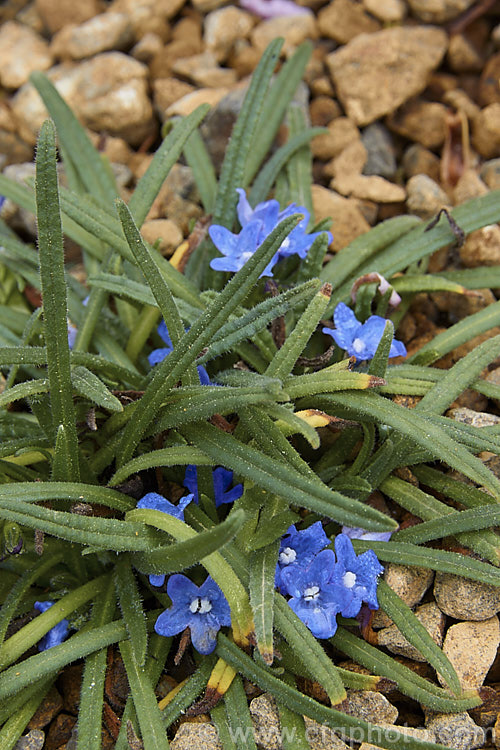 Anchusa caespitosa, a small, tufting, near-evergreen, spring-flowering perennial native to Crete. It is usually treated as an alpine plant and grown in rockeries. While inclined to be short-lived, it is quite easily propagated by division. Order: Boraginales, Family: Boraginaceae