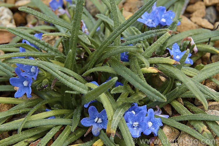 Anchusa caespitosa, a small, tufting, near-evergreen, spring-flowering perennial native to Crete. It is usually treated as an alpine plant and grown in rockeries. While inclined to be short-lived, it is quite easily propagated by division. Order: Boraginales, Family: Boraginaceae