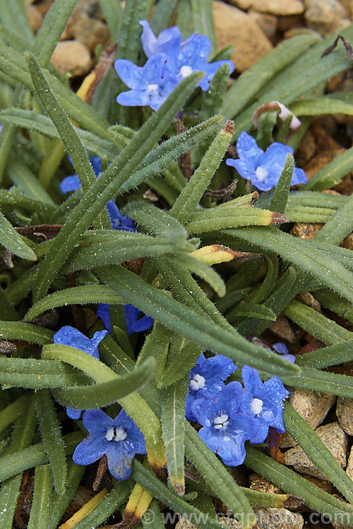 Anchusa caespitosa, a small, tufting, near-evergreen, spring-flowering perennial native to Crete. It is usually treated as an alpine plant and grown in rockeries. While inclined to be short-lived, it is quite easily propagated by division. Order: Boraginales, Family: Boraginaceae