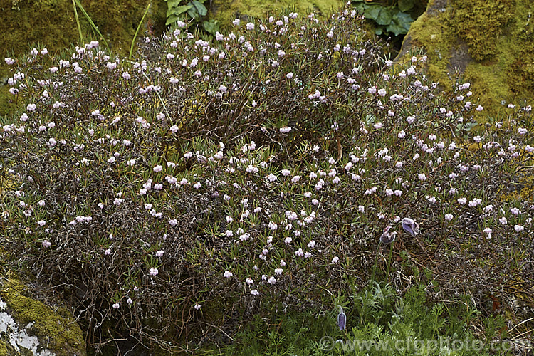 Bog Rosemary (<i>Andromeda polifolia</i>), a small, evergreen, wiry-stemmed, spring-flowering shrub that occurs naturally over much of Europe and south-central Russia. Order: Ericales, Family: Ericaceae