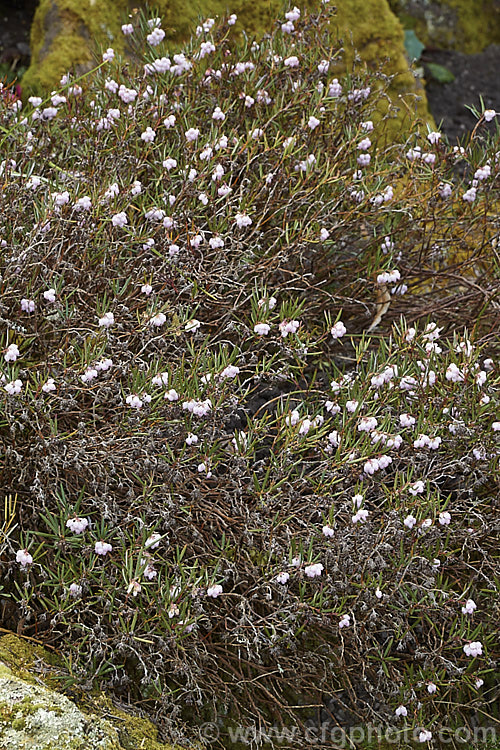 Bog Rosemary (<i>Andromeda polifolia</i>), a small, evergreen, wiry-stemmed, spring-flowering shrub that occurs naturally over much of Europe and south-central Russia. Order: Ericales, Family: Ericaceae