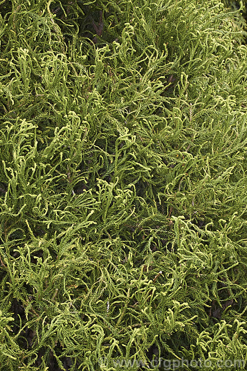 The young foliage of Cryptomeria japonica 'Spiraltier. Falcata', this unusual recurved-branched cultivar of Japanese Cedar is probably a mutation of 'Spiralis'. The young foliage is twisted at the tips and the plant usually looks its best around mid- to late spring, as shown here. cryptomeria-2228htm'>Cryptomeria. Order: Pinales, Family: Cupressaceae