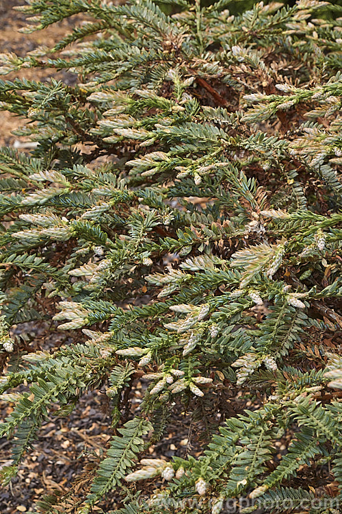 Sequoia sempervirens 'Prostrata' with new spring foliage and buds. After many years this low, spreading cultivar of the Coast. Redwood, an evergreen conifer from the western United States, develops into a mounding hummock of weeping branches. sequoia-2494htm'>Sequoia. Order: Pinales, Family: Cupressaceae