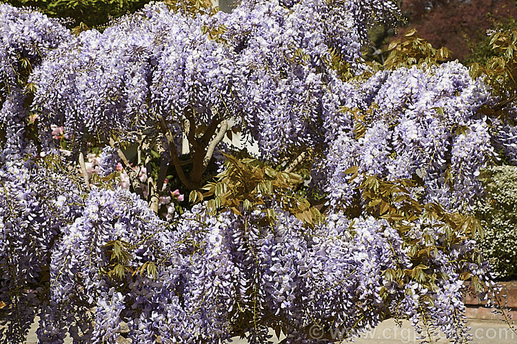 Wisteria sinensis 'Caroline', a very popular early-flowering New Zealand -raised plant that is usually listed as a cultivar of the Chinese Wisteria, though it more closely resembles. Wisteria floribunda. wisteria-2308htm'>Wisteria.